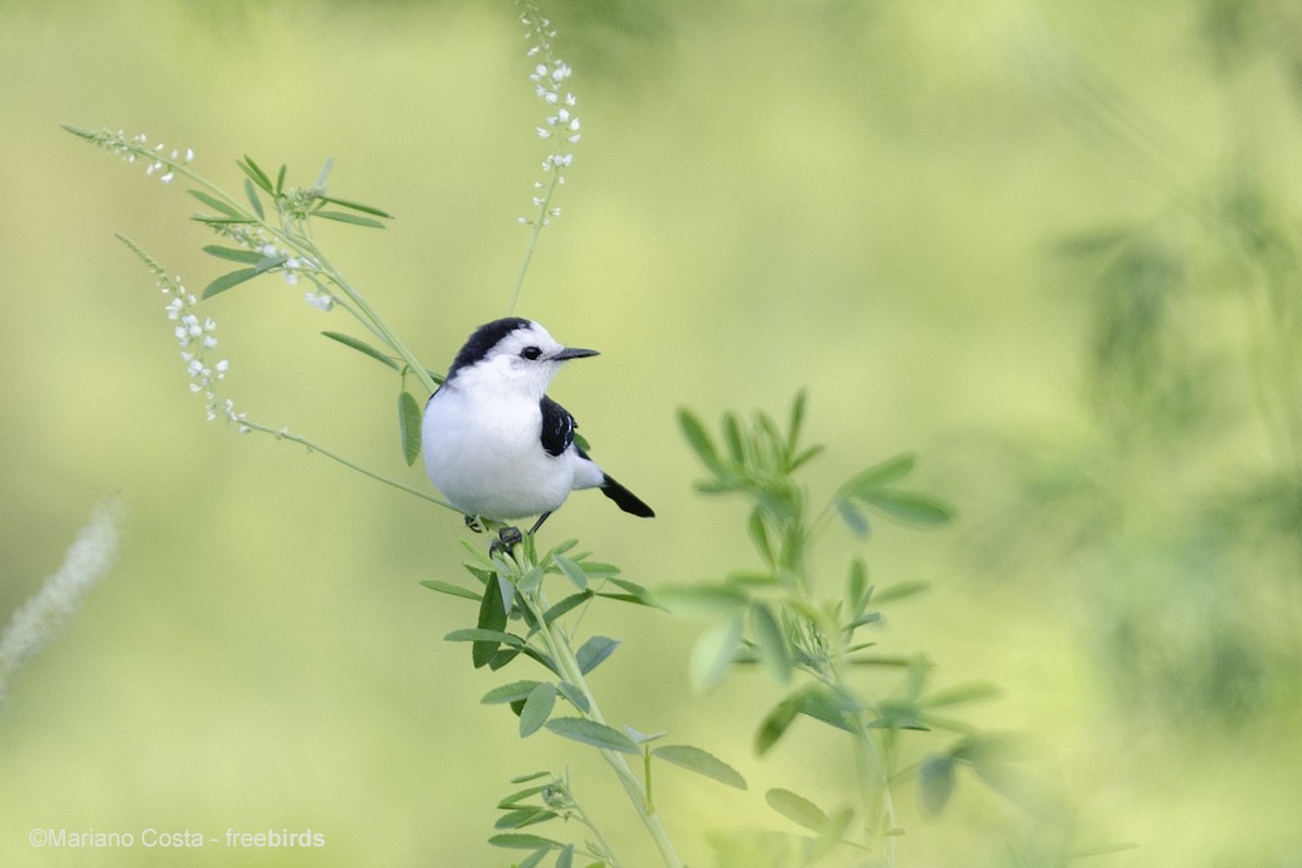 Black-backed Water-Tyrant - ML645301266