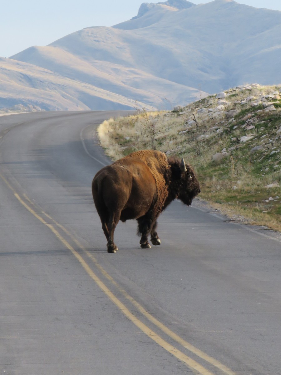 American Bison - ML645301269
