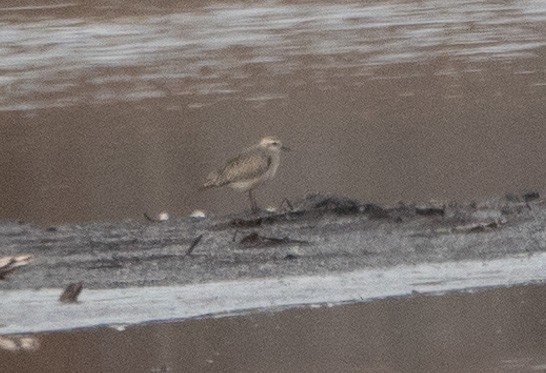 American Golden-Plover - ML645301275