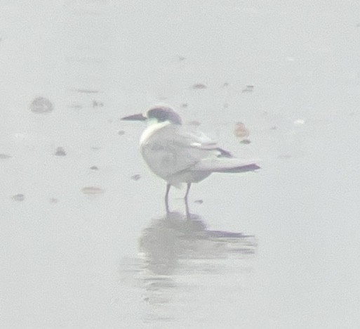 Forster's Tern - ML645301280