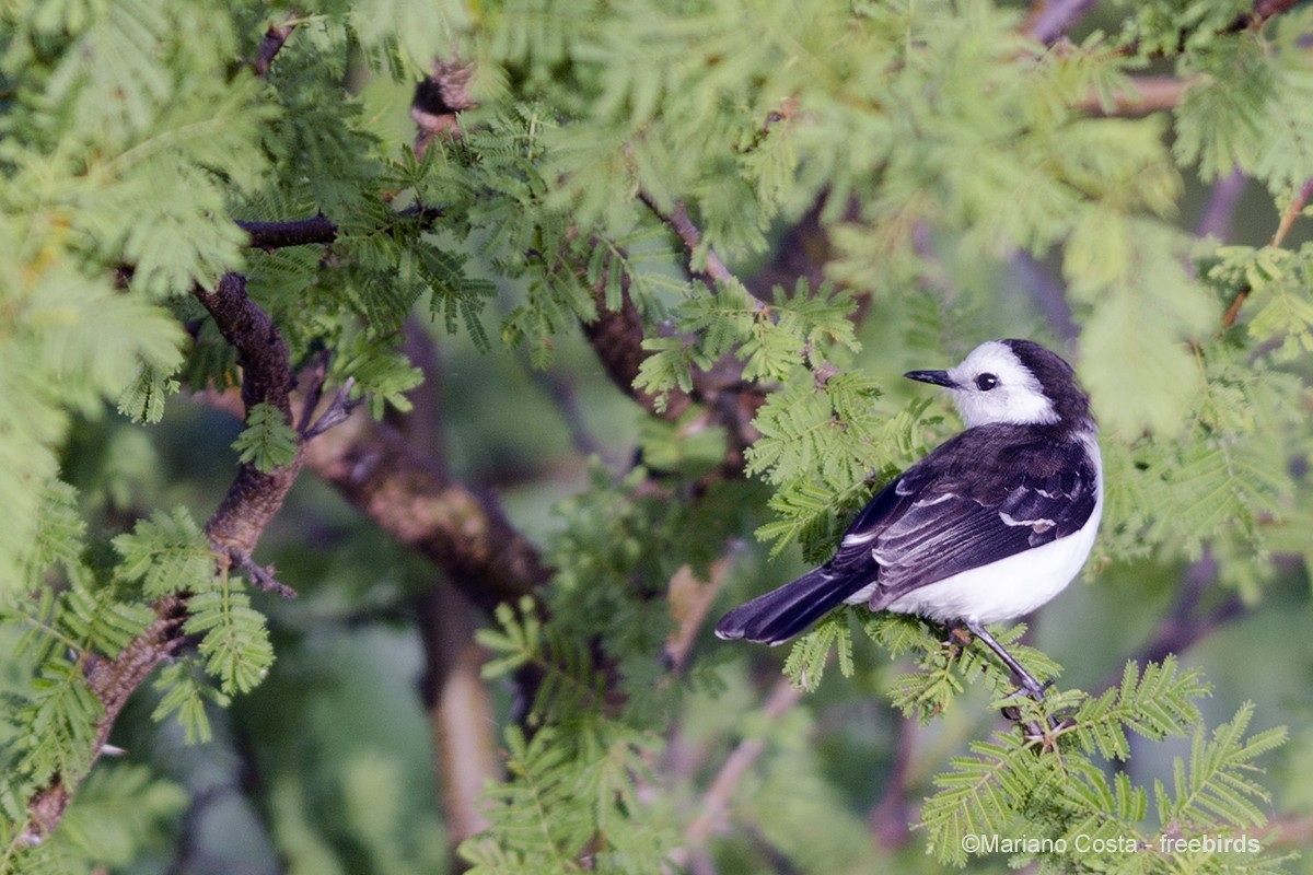 Black-backed Water-Tyrant - ML645301286