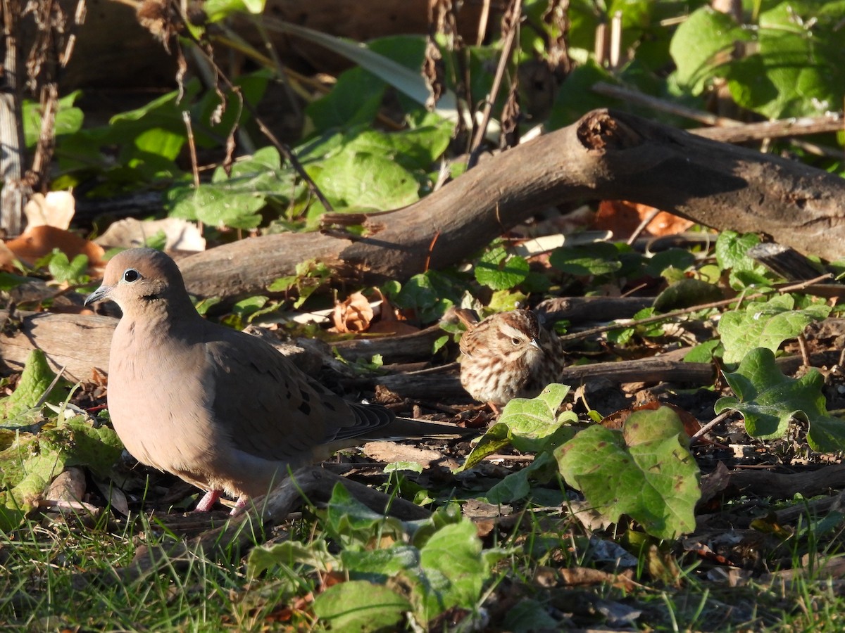 Mourning Dove - ML645301288