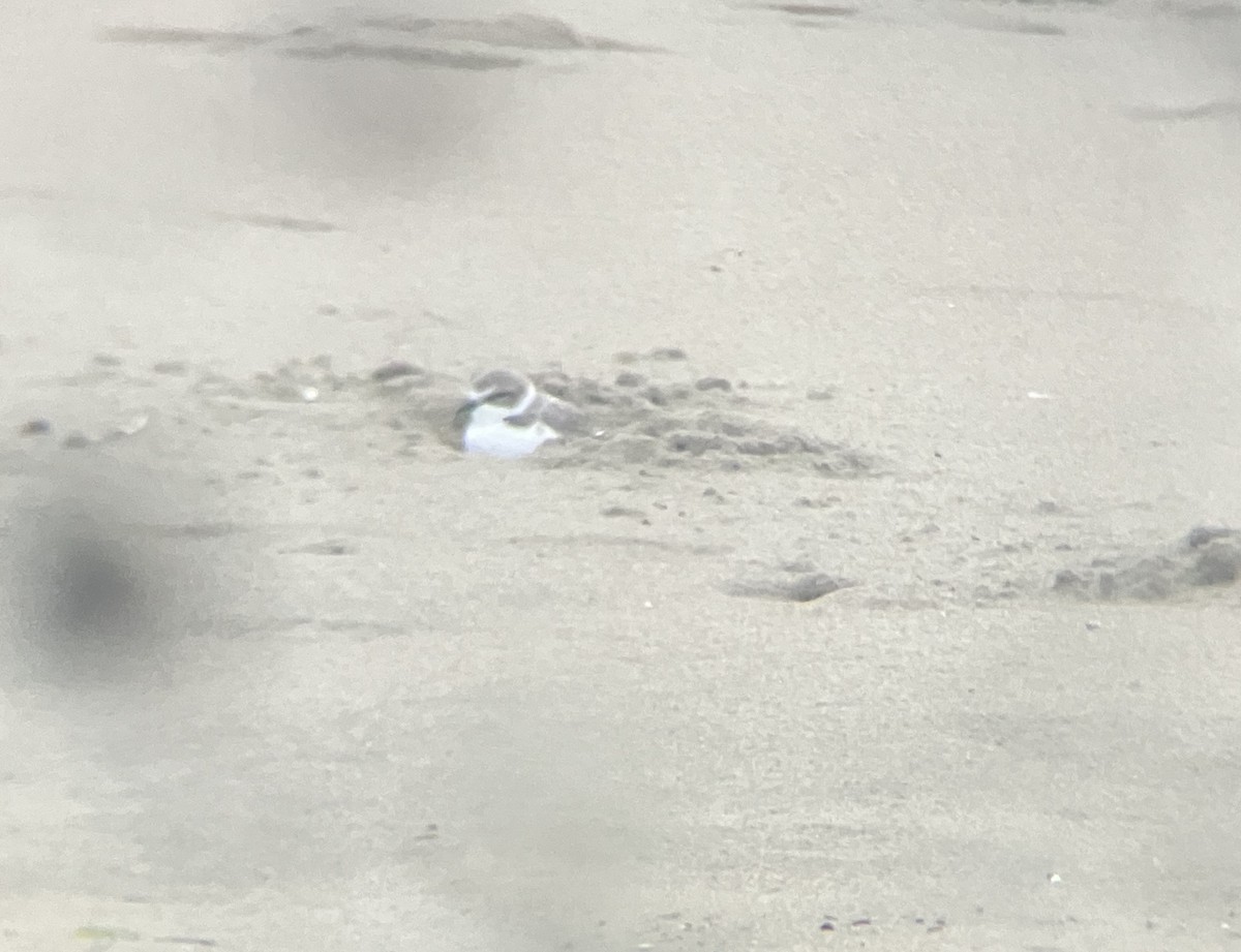 Snowy Plover - ML645301292