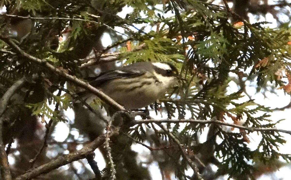Black-throated Gray Warbler - ML645301293