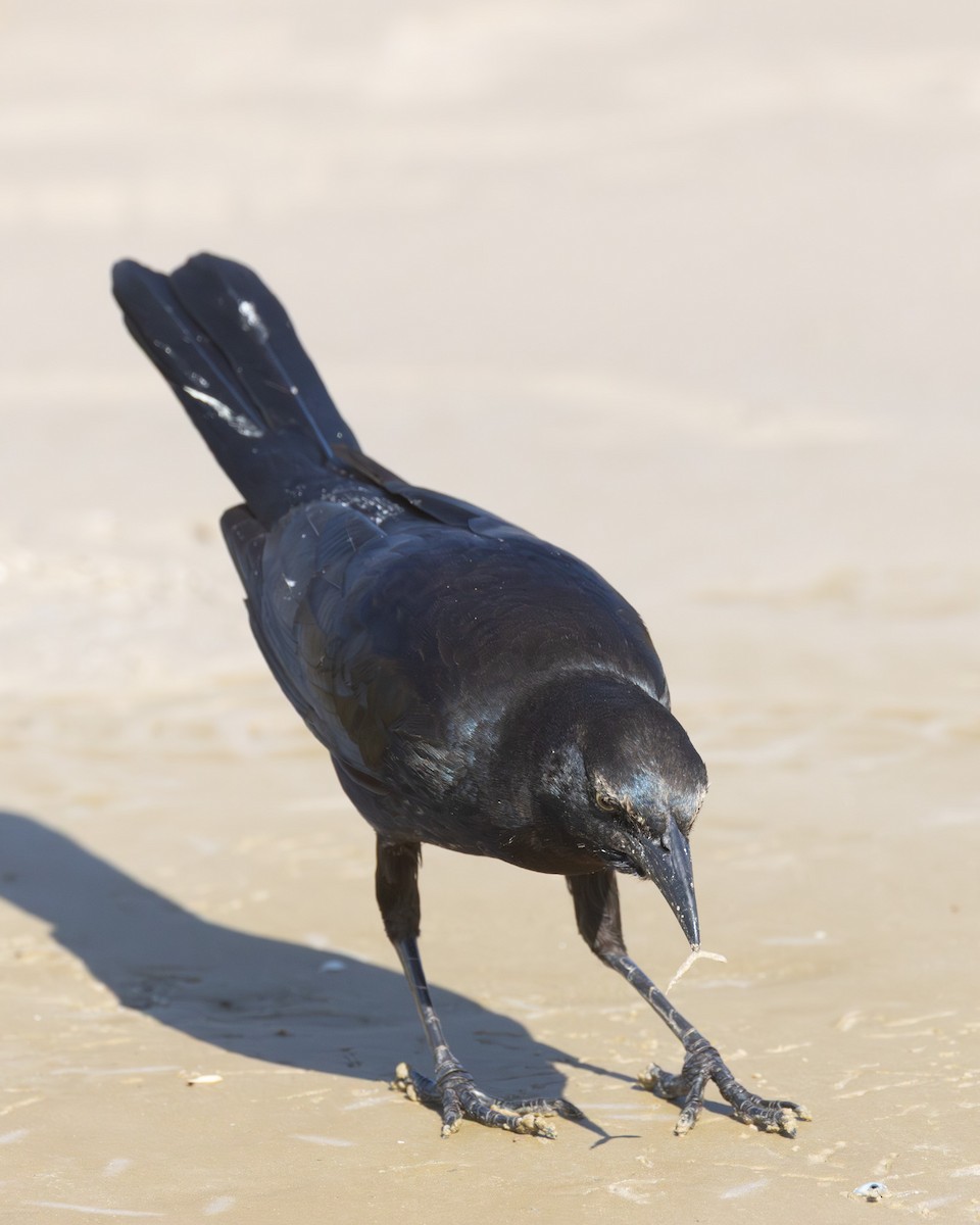 Great-tailed Grackle - ML645301296