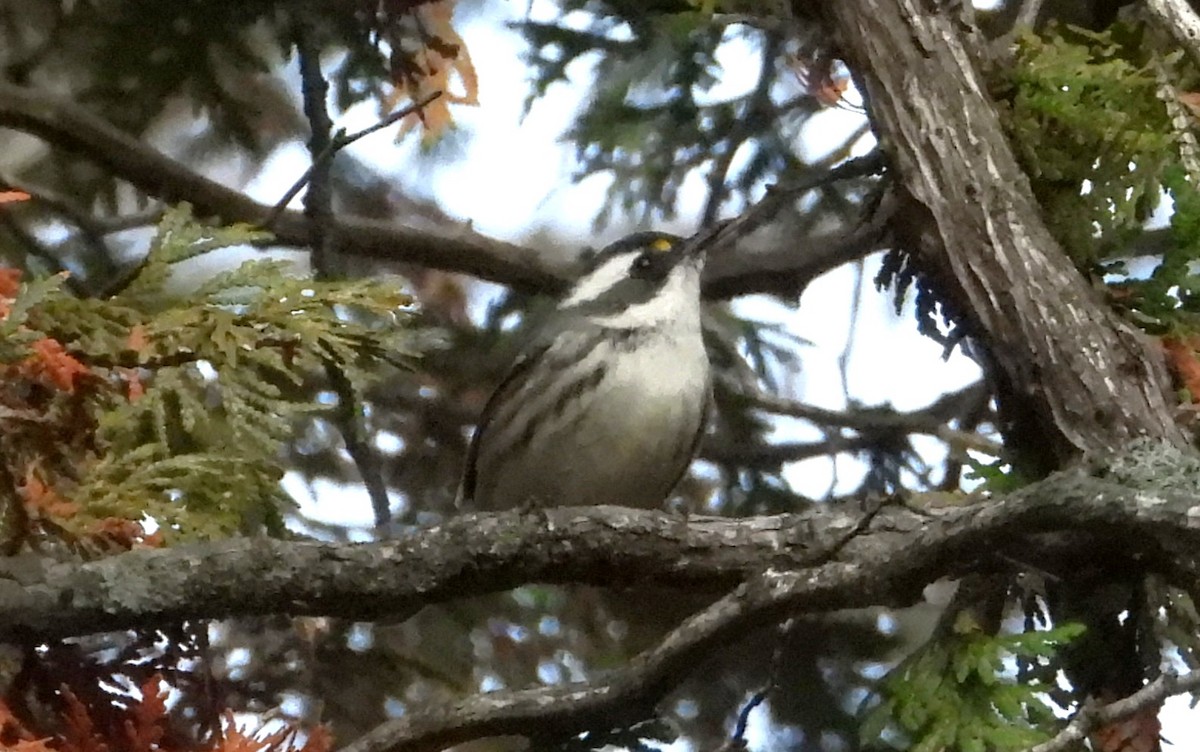 Black-throated Gray Warbler - ML645301304