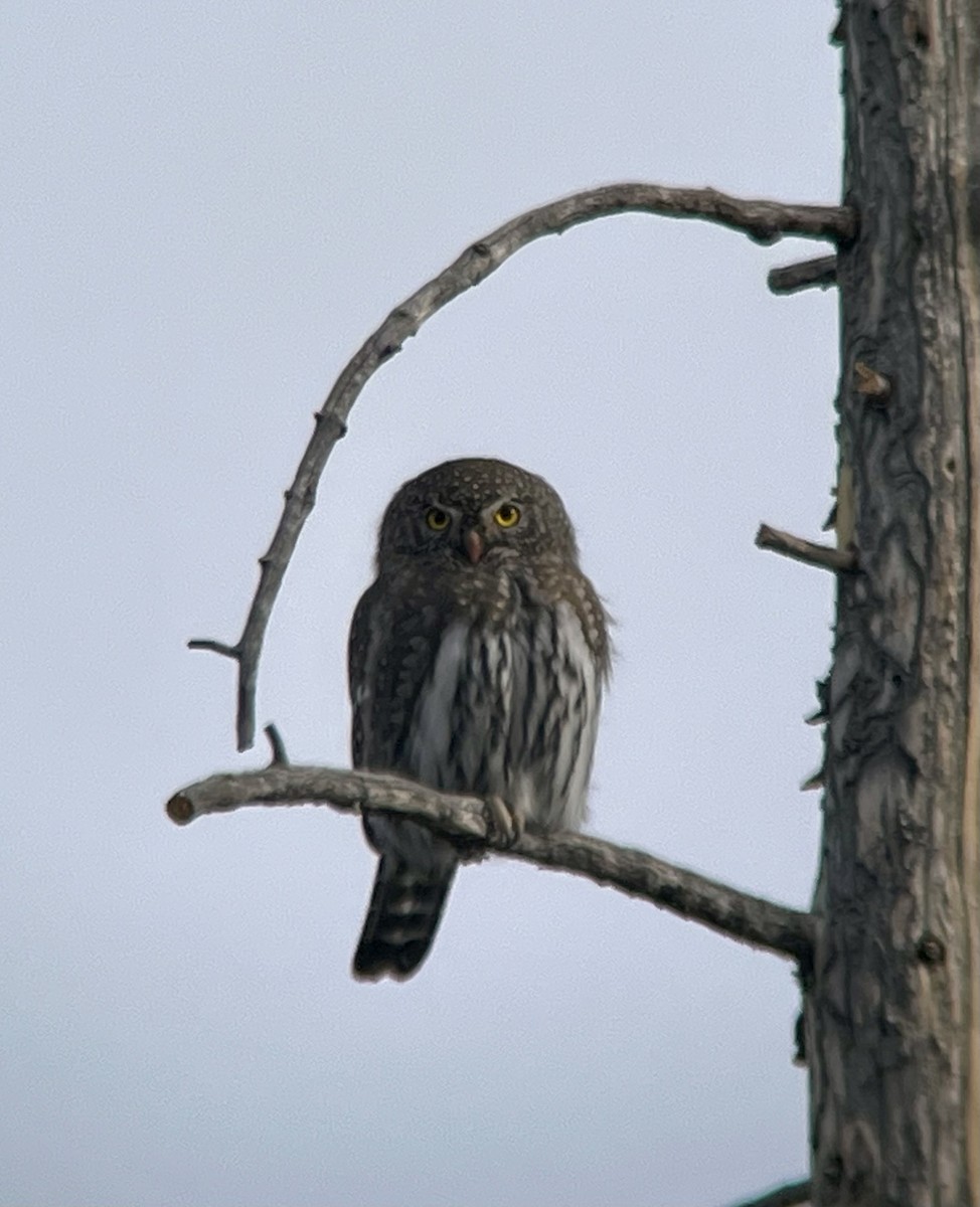 Northern Pygmy-Owl - ML645301306