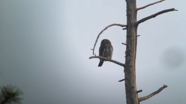 Сичик-горобець гірський - ML645301314