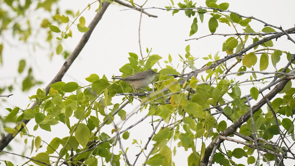 Sykes's Warbler - ML645301333