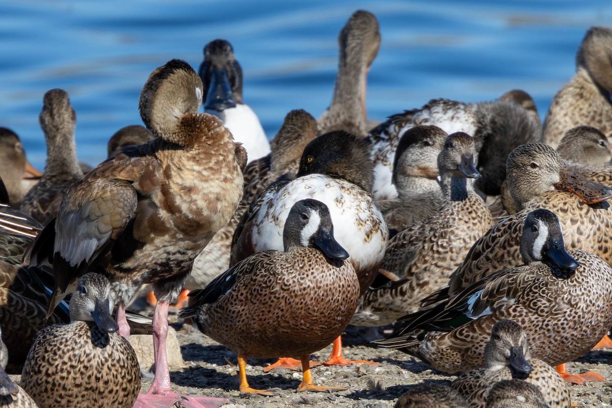 Blue-winged Teal - ML645301345