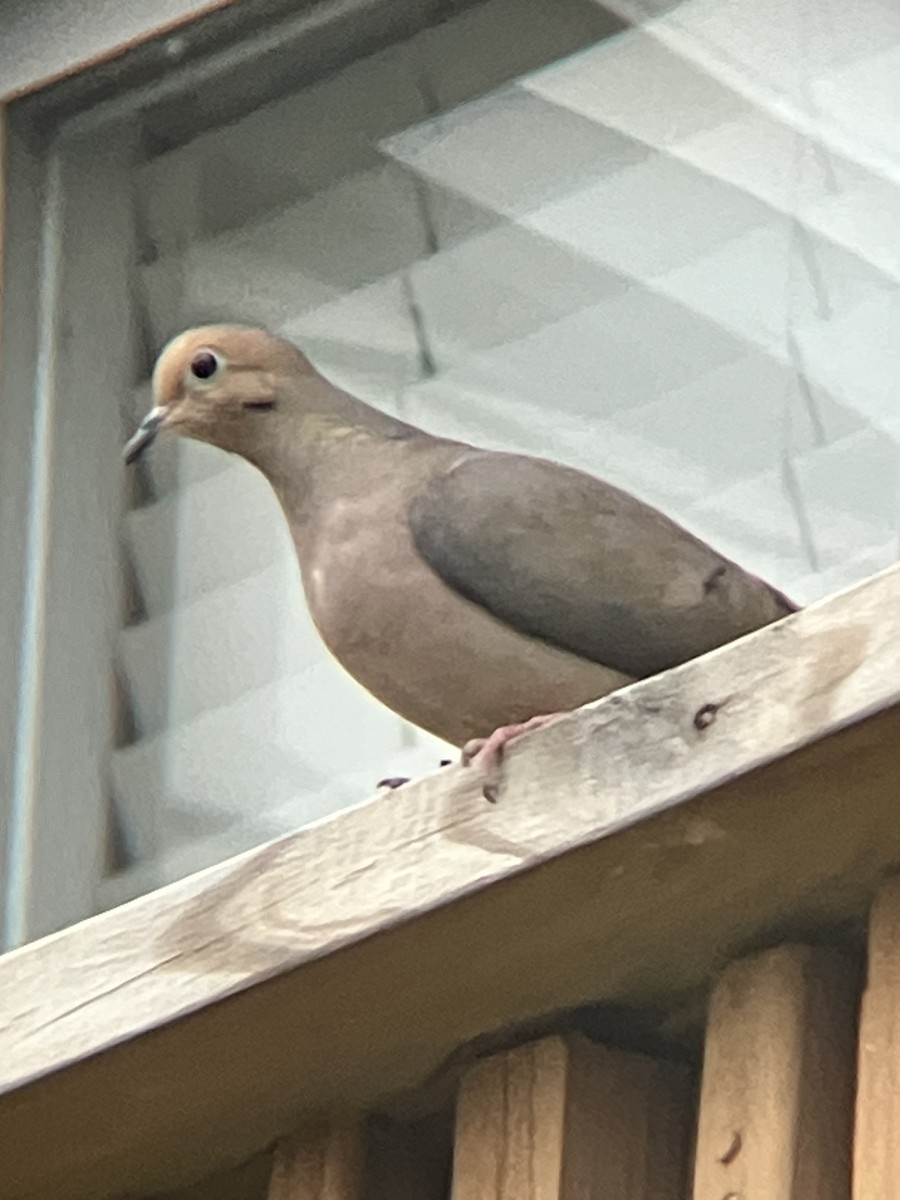 Mourning Dove - ML645301348