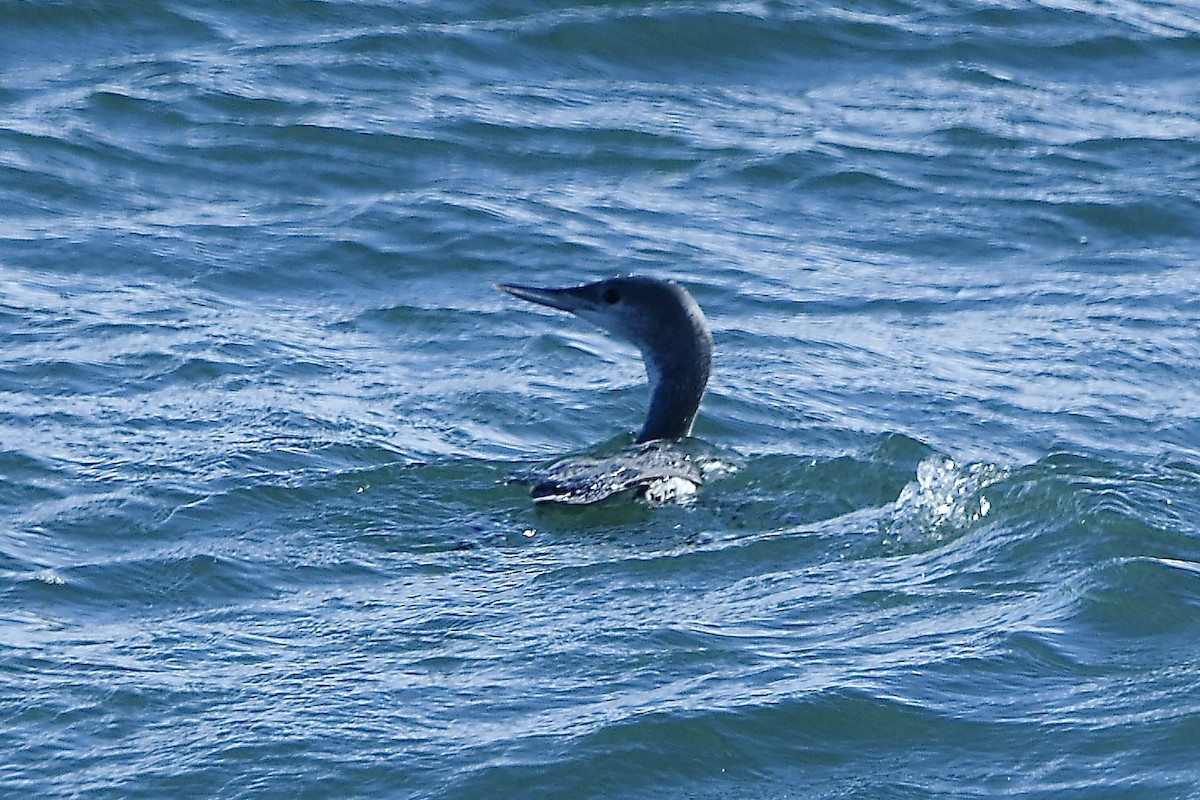 צוללן אדום-גרון - ML645301351