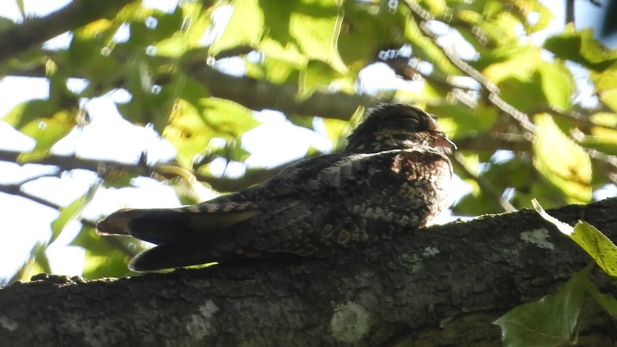 Gray Nightjar - ML645301358