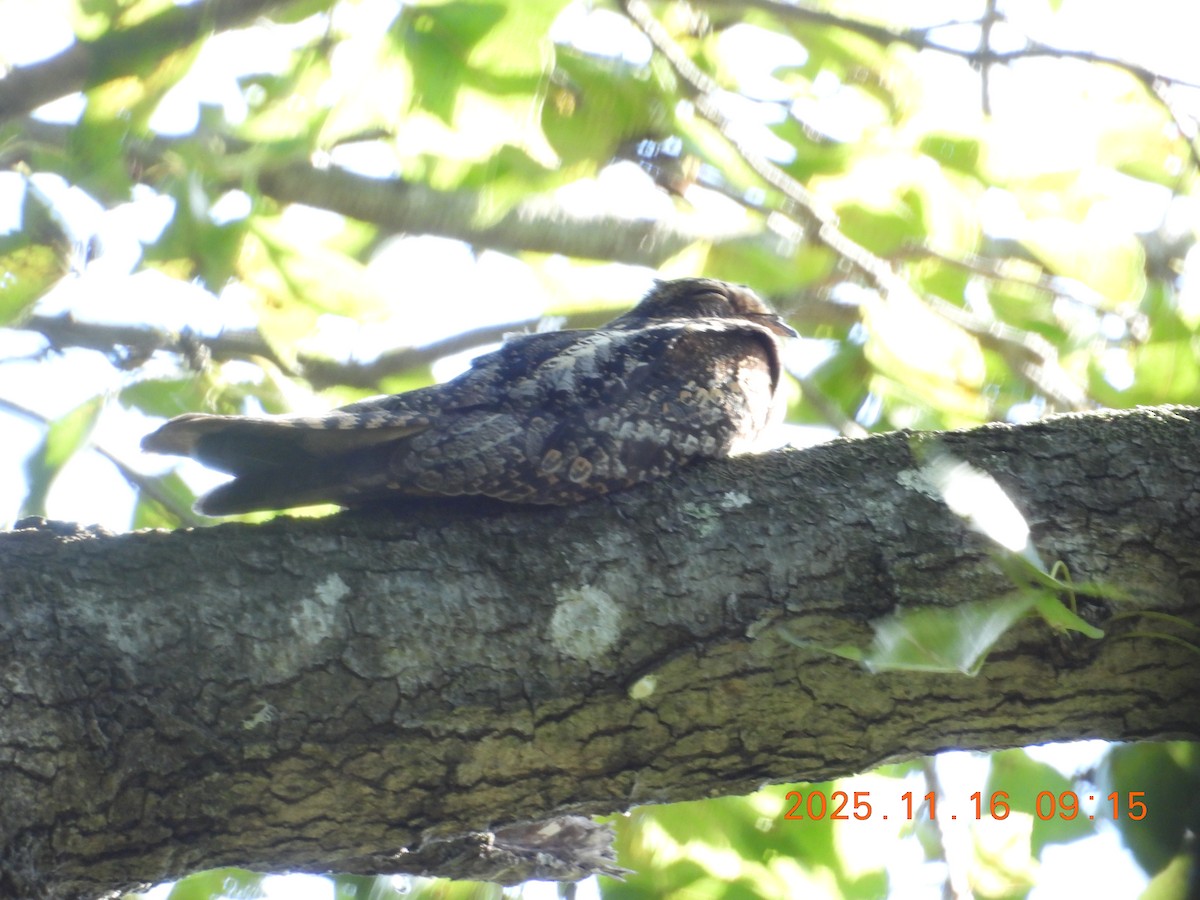 Gray Nightjar - ML645301359