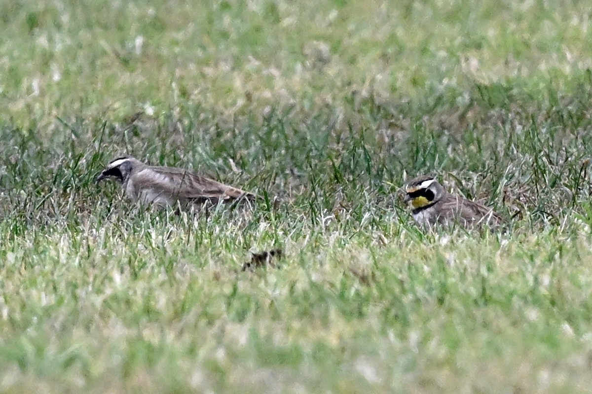 Horned Lark - ML645301361