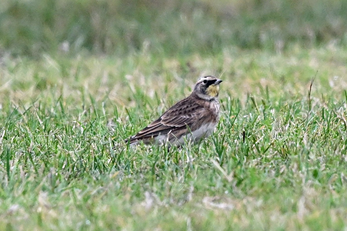 Horned Lark - ML645301362