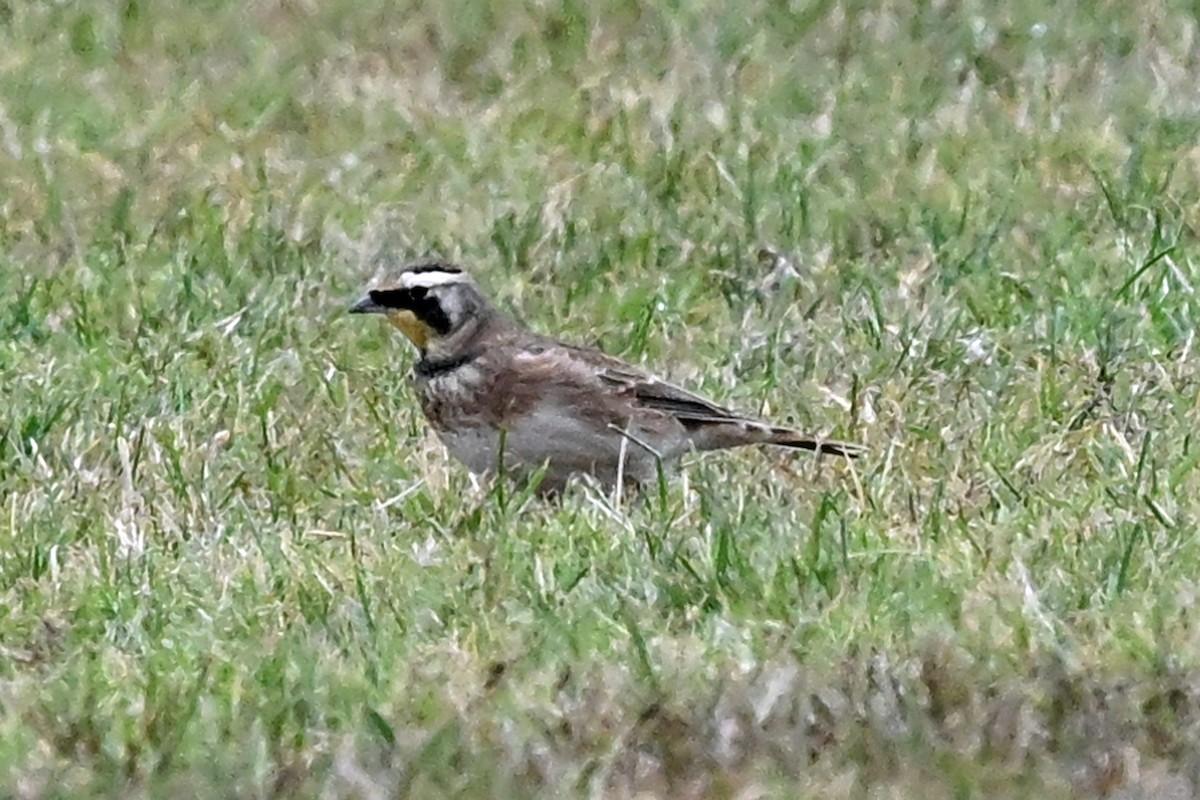 Horned Lark - ML645301363