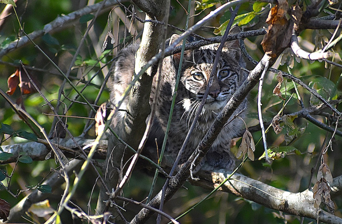 Bobcat - ML645301364