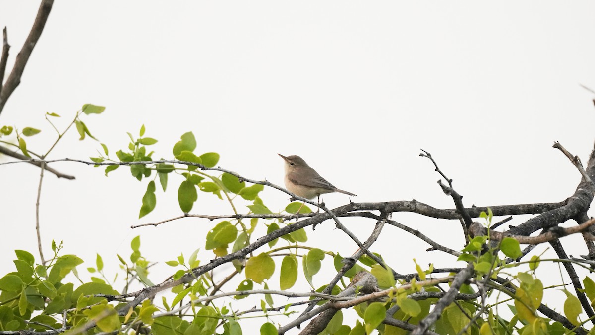 Sykes's Warbler - ML645301365