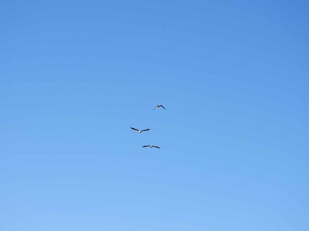 Barnacla Canadiense Grande - ML645301367