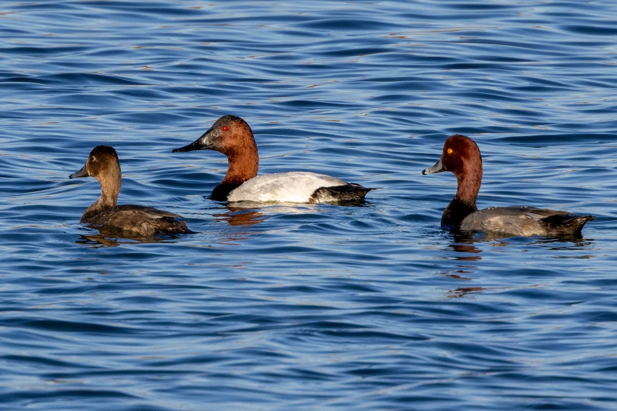 Canvasback - ML645301371