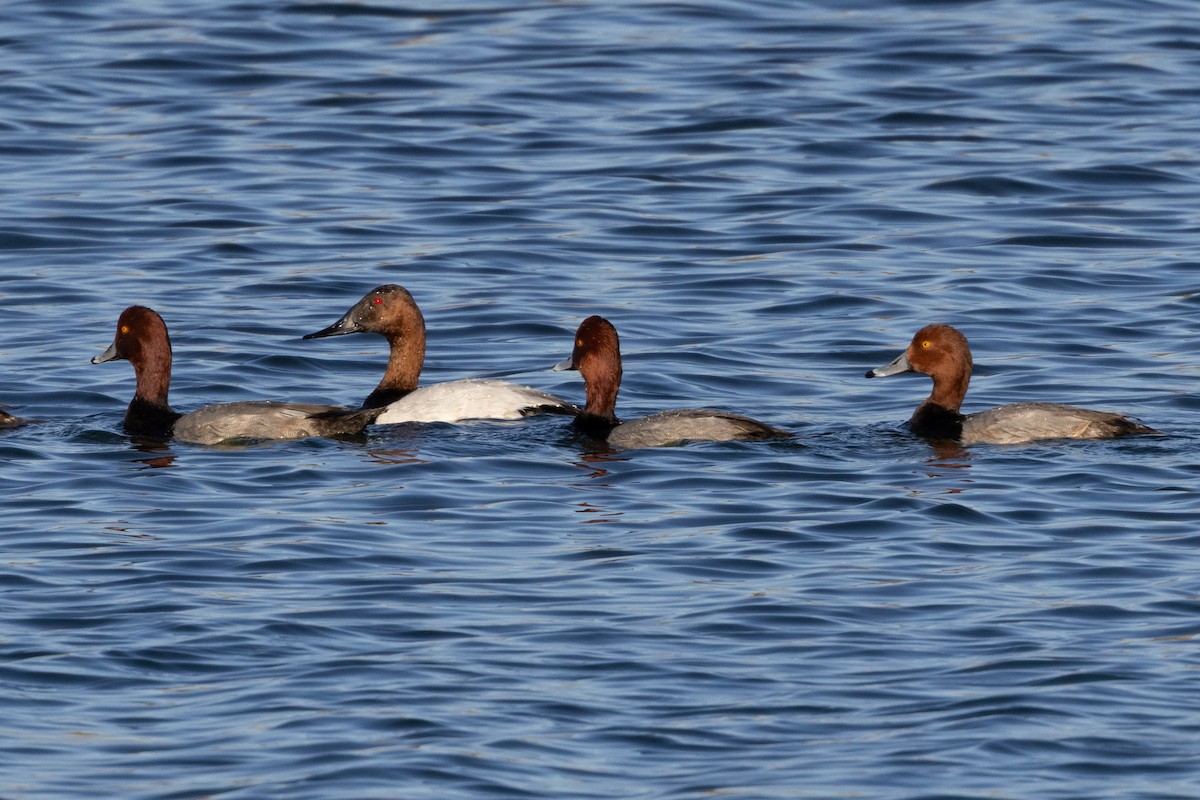 Canvasback - ML645301372