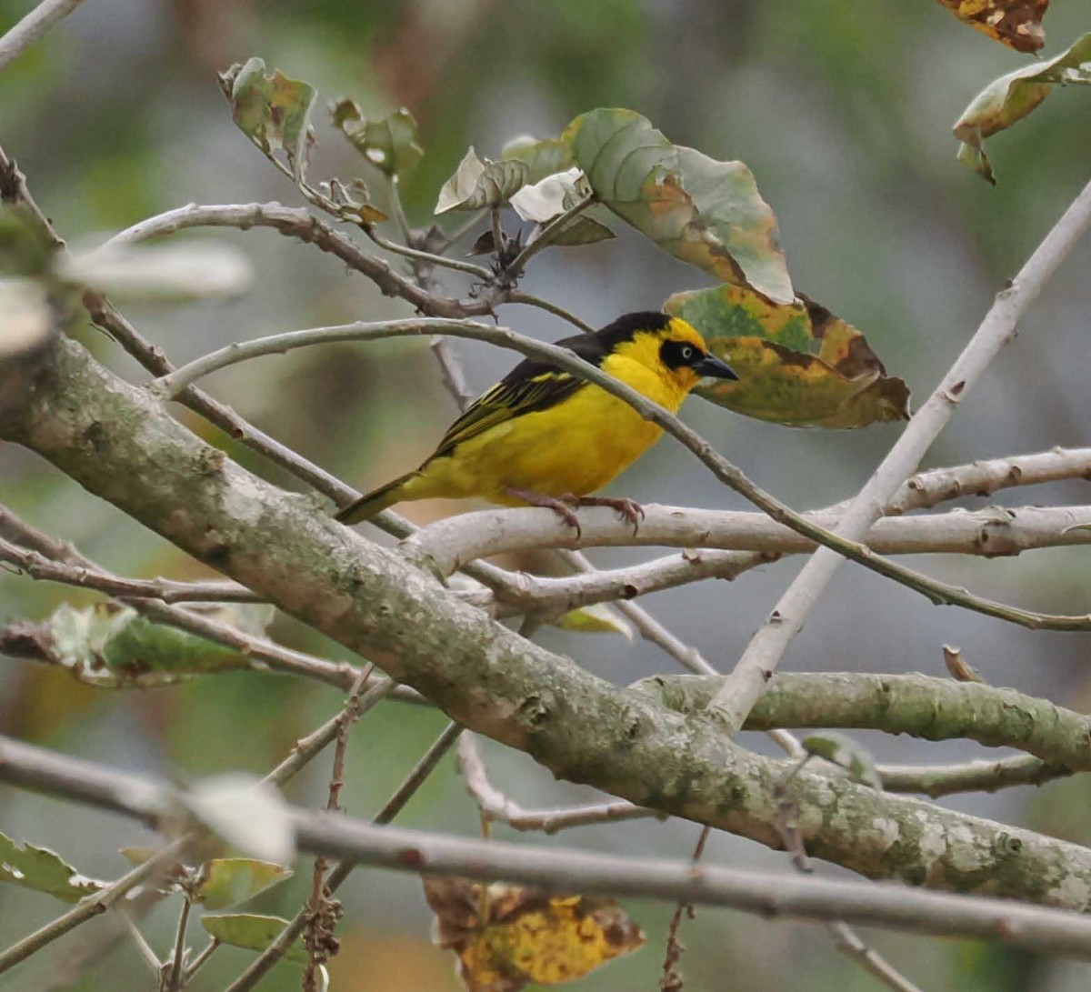 Tejedor Baglafecht - ML645301373