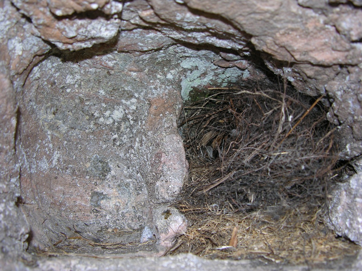 Tepui Wren - ML645301378