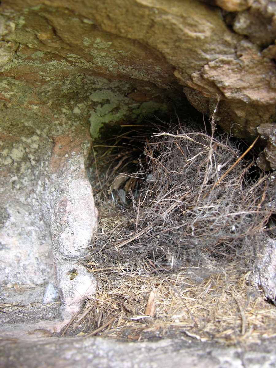 Tepui Wren - ML645301380