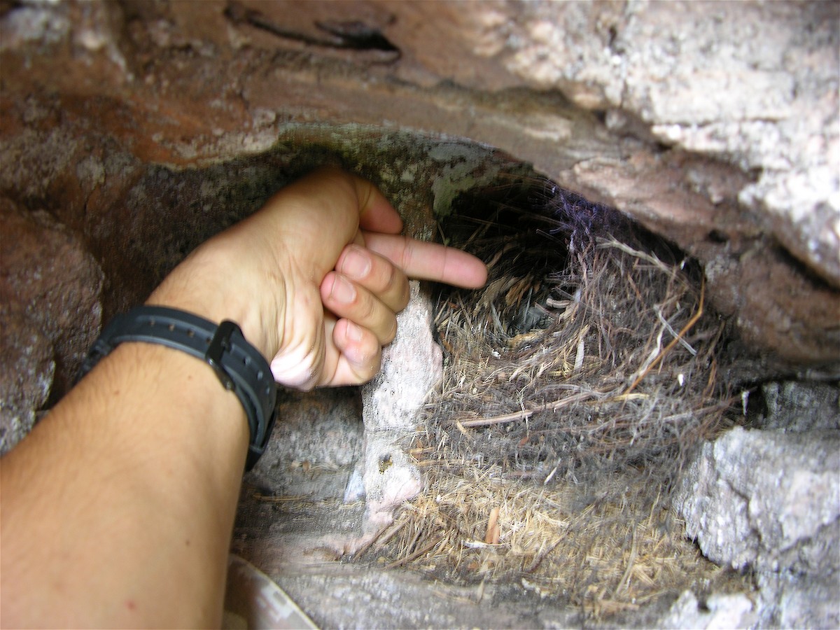 Tepui Wren - ML645301384