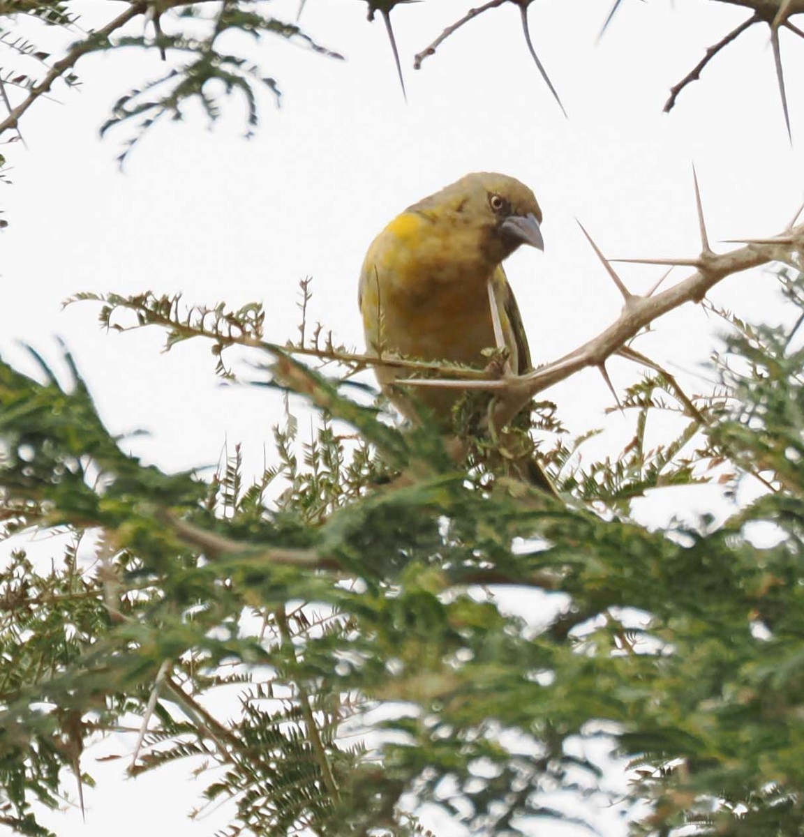 Tejedor Baglafecht - ML645301387