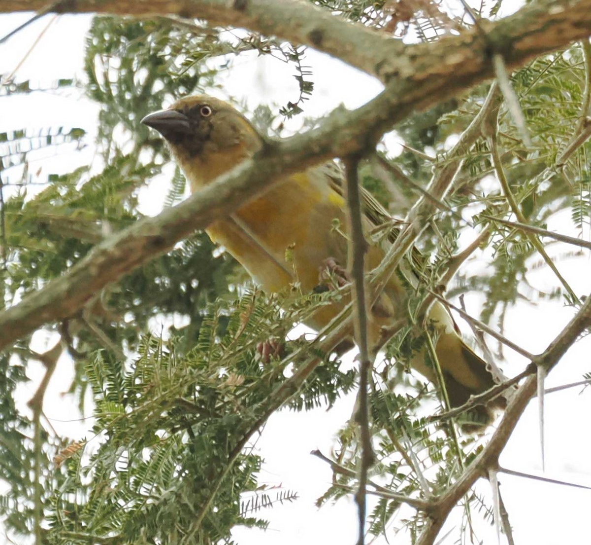 Tejedor Baglafecht - ML645301388