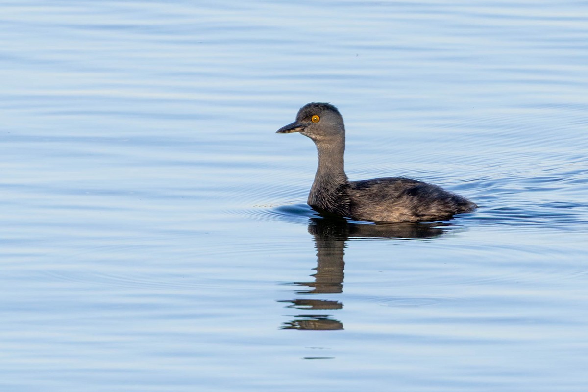 Least Grebe - ML645301394