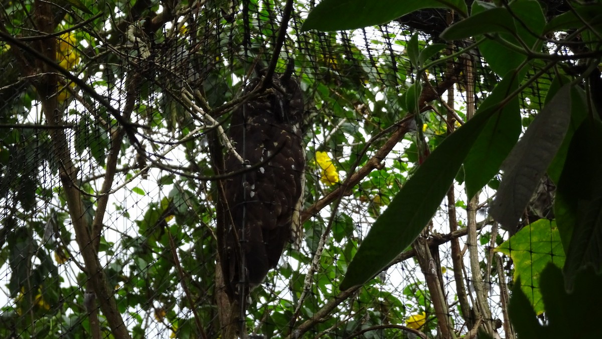 Stygian Owl - ML645301396