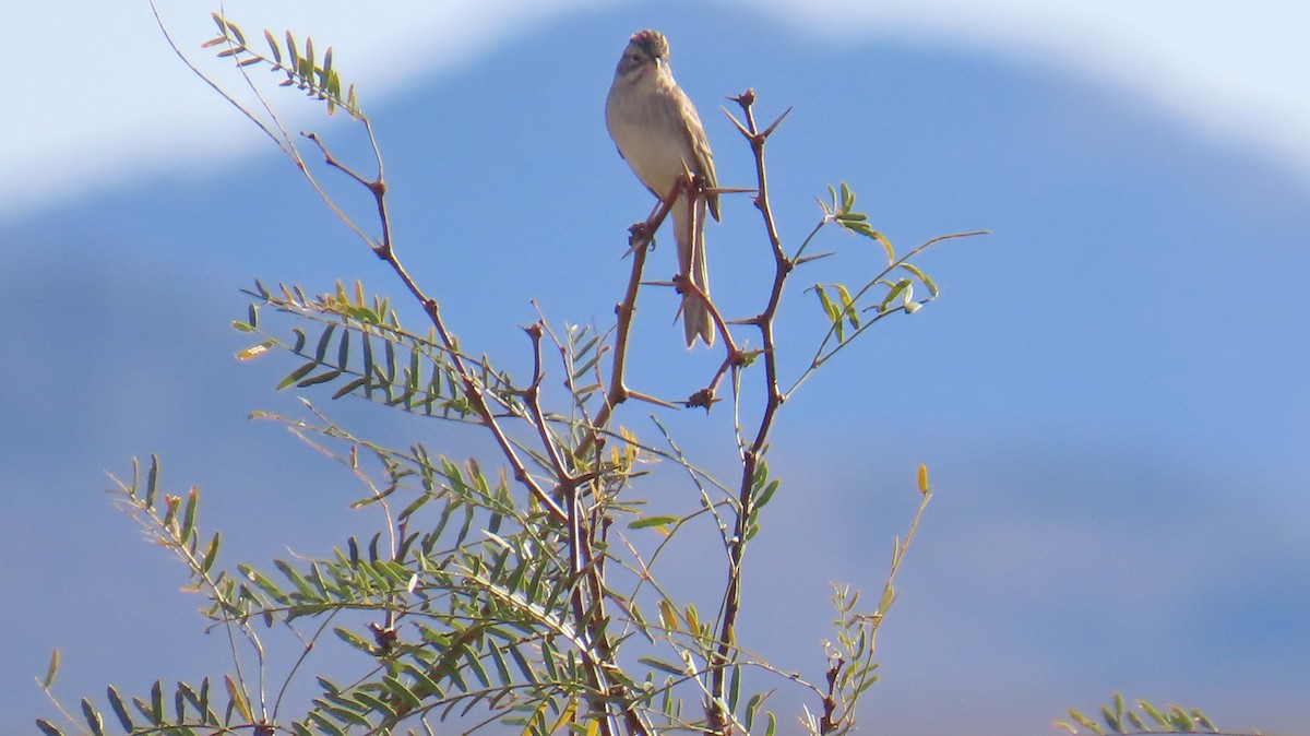 Brewer's Sparrow - ML645301422