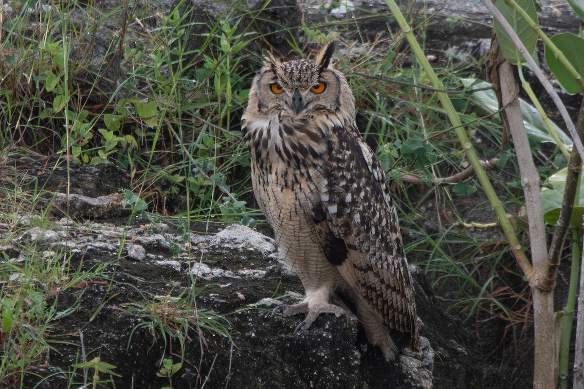 Rock Eagle-Owl - ML645301444