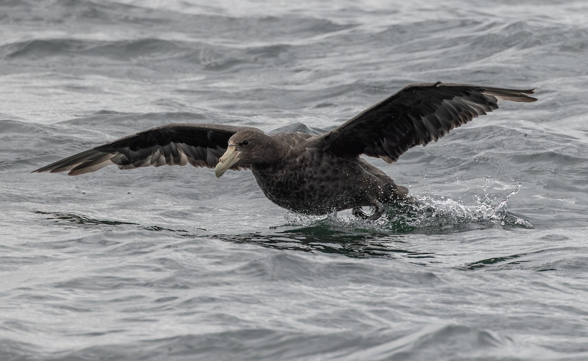 Southern Giant-Petrel - ML645301458