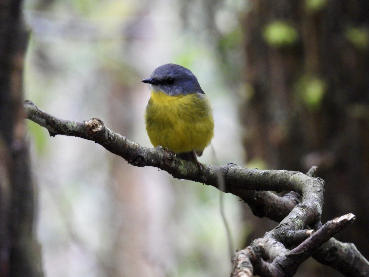 lejsčík žlutý - ML645301470