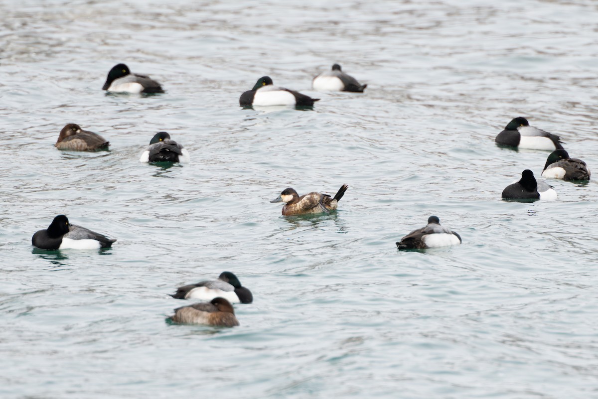 kobberand - ML645301480