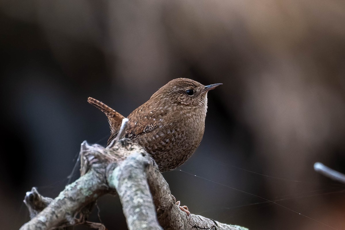 Winter Wren - ML645301483