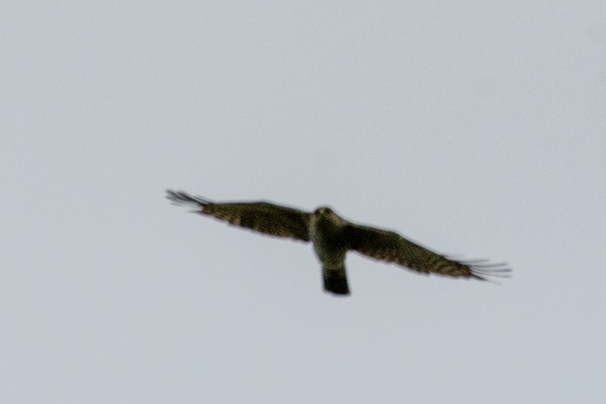 Aerospiza, Tachyspiza, Accipiter ou Astur sp. - ML645301485