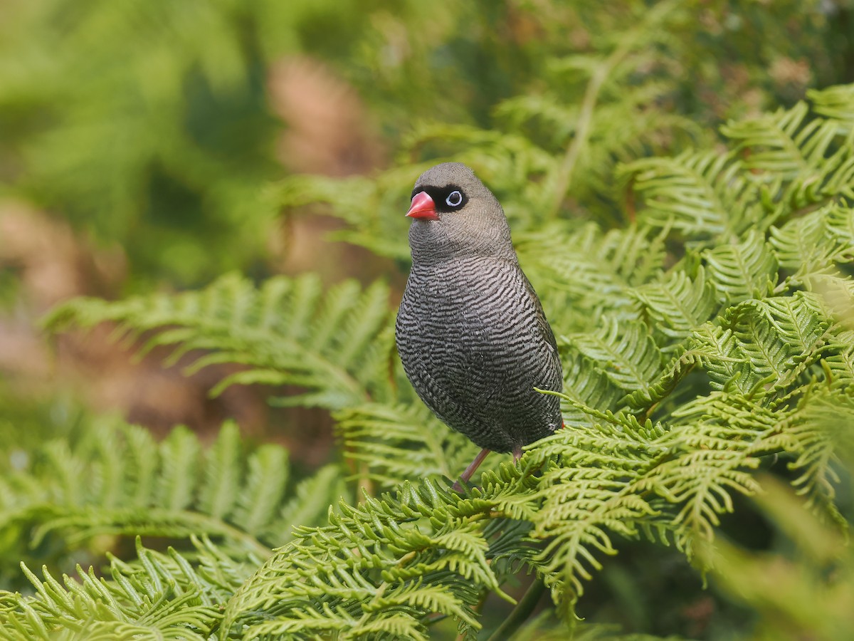 Beautiful Firetail - ML645301493