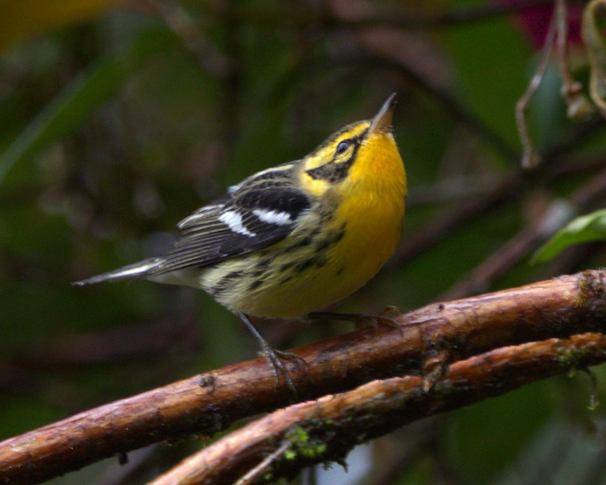 Blackburnian Warbler - ML645301494