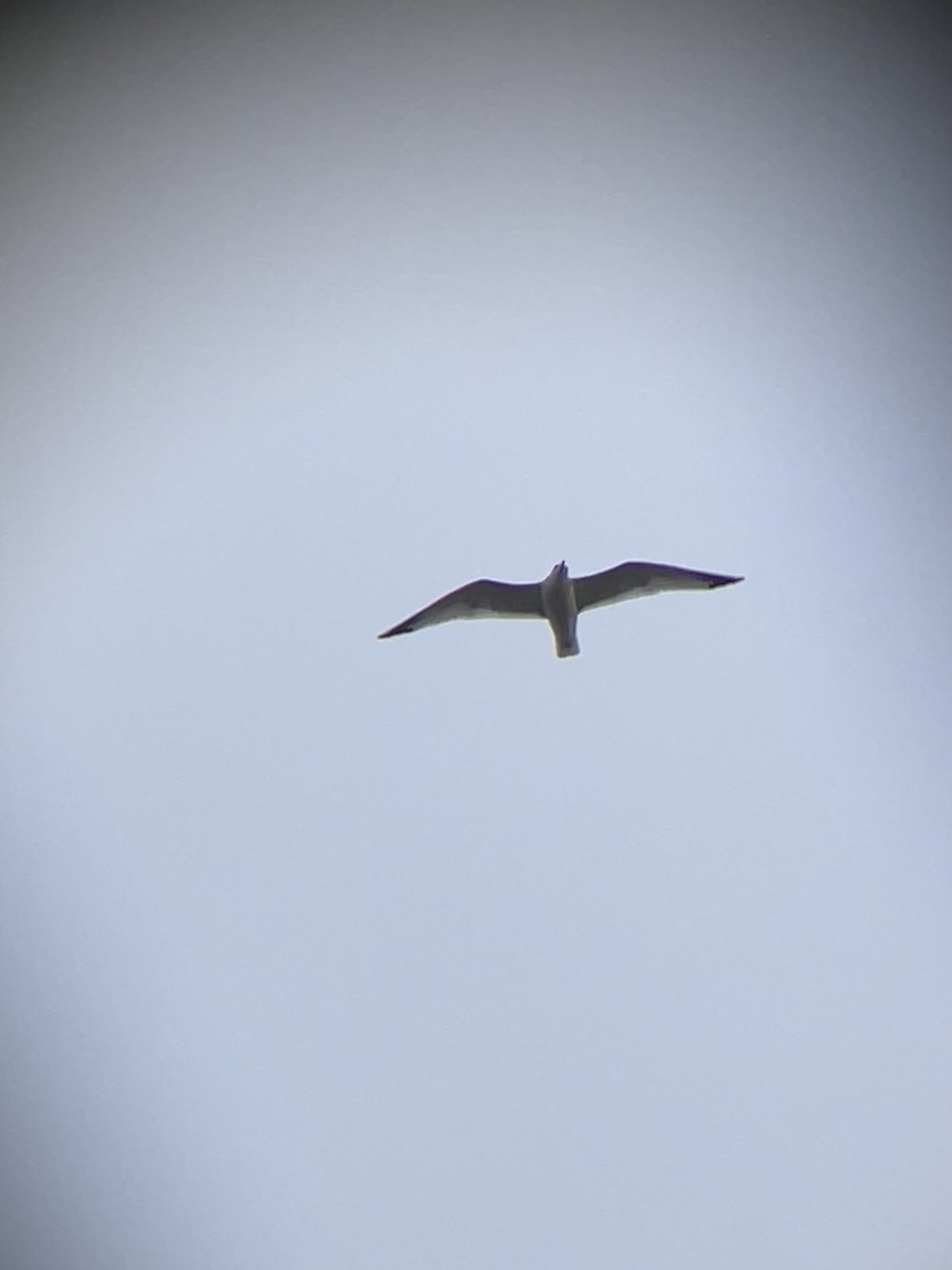 racek mořský - ML645301495