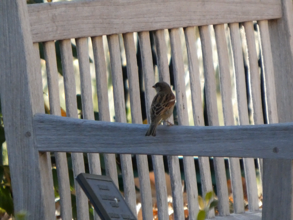 家麻雀 - ML645301511