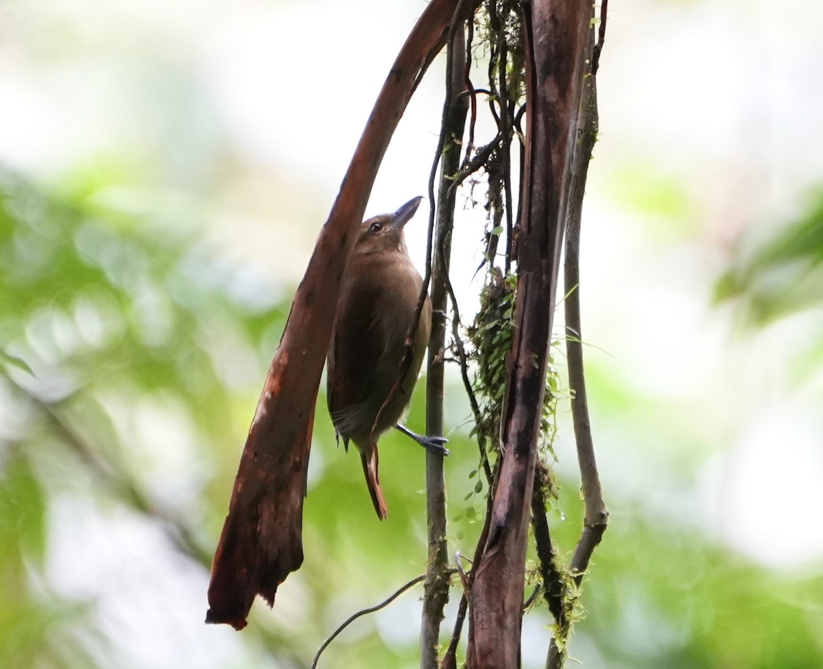 Russet Antshrike - ML645301512