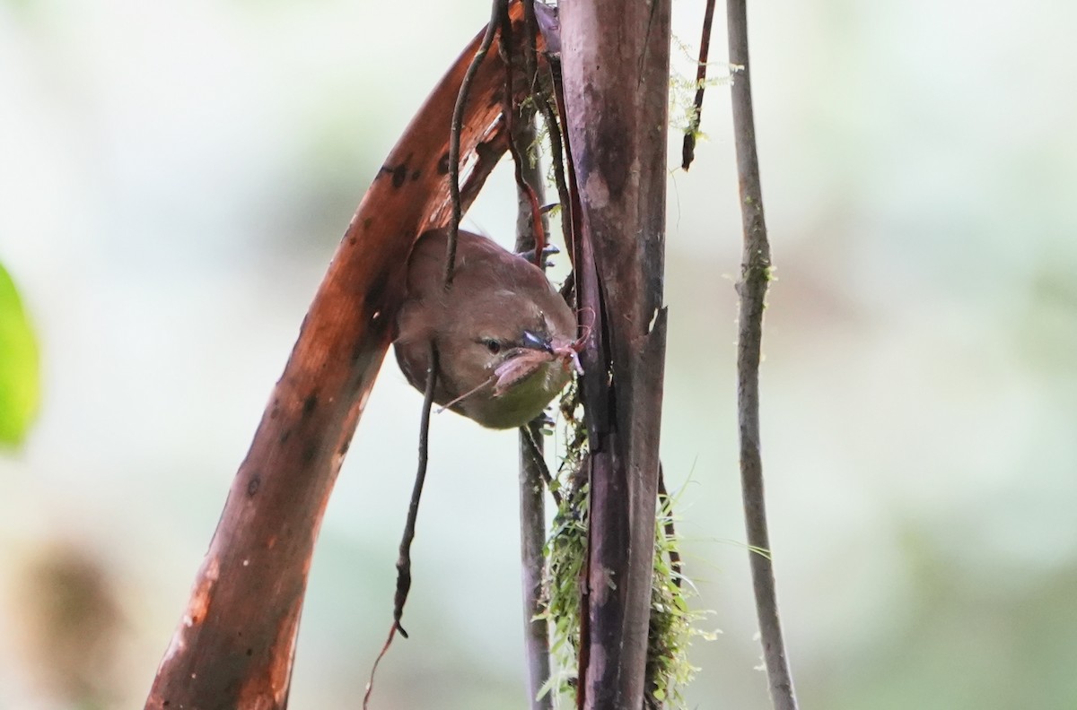 Russet Antshrike - ML645301513