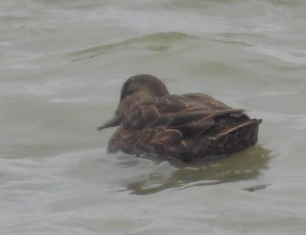 Ahate iluna - ML645301522