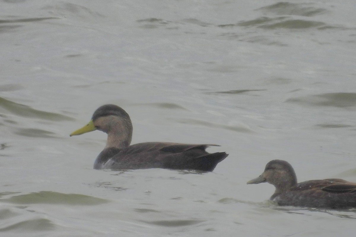 Ahate iluna - ML645301523