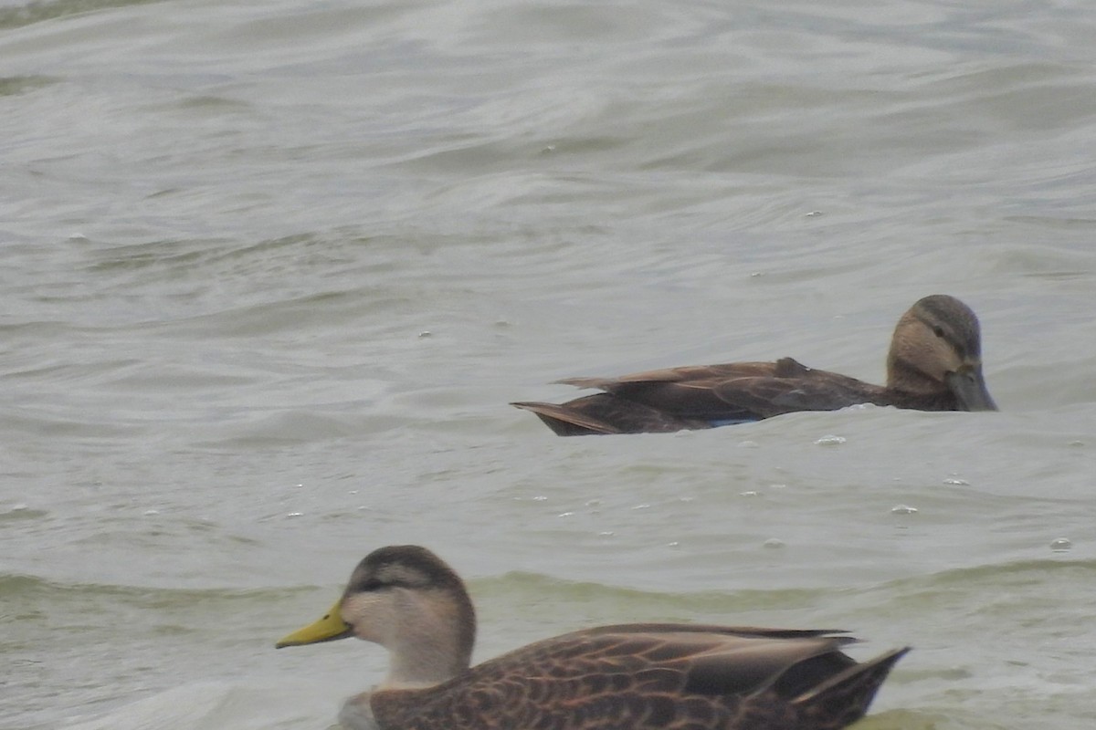 Ahate iluna - ML645301524